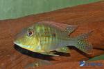 Geophagus altifrons "Tocantin"